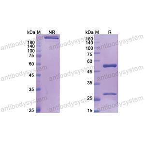 Research Grade Bapotulimab  (DHB96301)