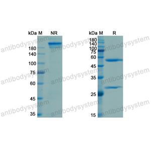 Research Grade Ebronucimab  (DHJ24009)