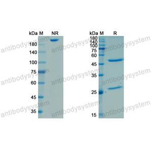 Research Grade Omodenbamab  (DXX05301)