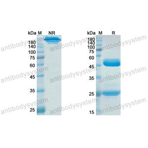 Research Grade Epitumomab  (DHD14206)