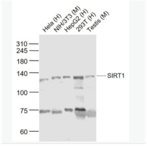 SIRT1 沉默调节蛋白1抗体