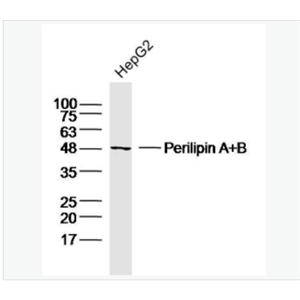 Perilipin A+B 脂滴包被蛋白A+B抗体