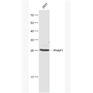 PHAP1 蛋白磷酸酶2A抑制劑1抗體