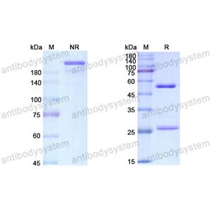 阿托木單抗,Research Grade Atorolimumab  (DHF92101)