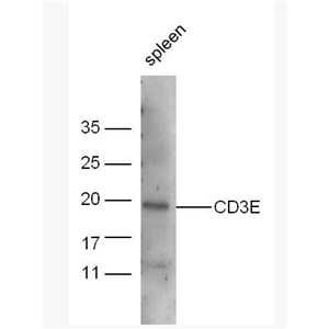 CD3E CD3E抗体