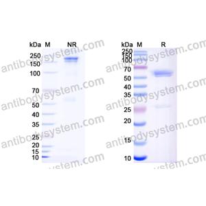 Research Grade Zanidatamab  (DHC09607)