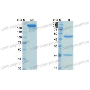 Research Grade Abelacimab  (DHC04202)