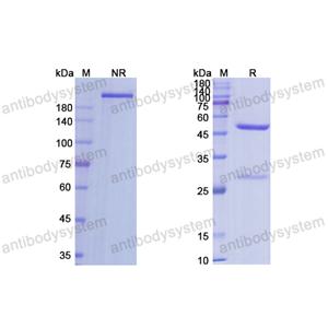 Research Grade Axatilimab  (DHC25203)