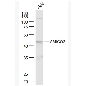 AMIGO2 粘附分子IgG样结构域蛋白2抗体