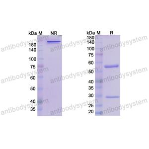 Research Grade Clervonafusp Alfa  (DHC80002)