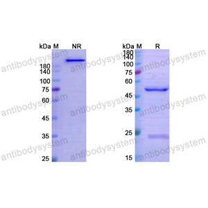 Research Grade Alsevalimab  (DHJ14801)