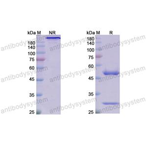 Research Grade Dafsolimab  (DHC27707)