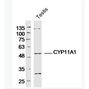 CYP11A1 细胞色素P450 11A1抗体