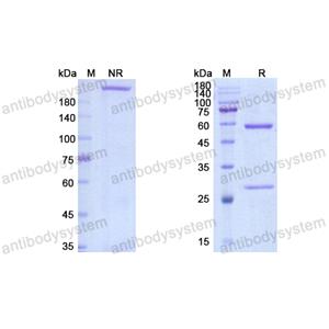 Research Grade Domvanalimab  (DHH72404)