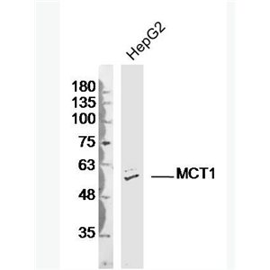 MCT1 单羧酸转运蛋白-1抗体