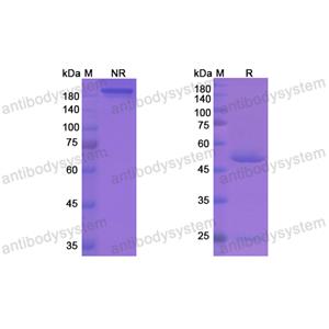 Research Grade Letaplimab  (DHG17604)