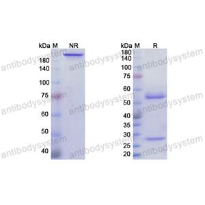 Research Grade Tirnovetmab  (DQJ05001)