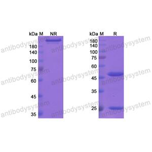 坎妥珠單抗,Research Grade Cantuzumab  (DHD14203)