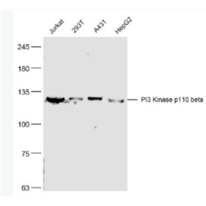 PI3 Kinase p110 beta 磷脂酰肌醇激酶（PI3Kβ）抗体,PI3 Kinase p110 beta