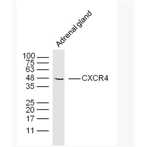 CXCR4 细胞表面趋化因子受体4抗体