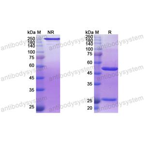 Research Grade Derlotuximab  (DHK10901)