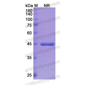 Research Grade Glenzocimab  (DHJ60601)