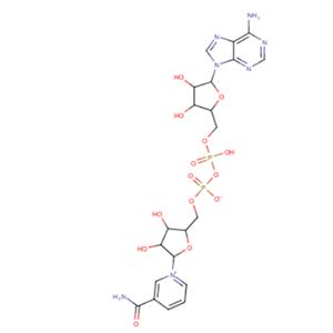 烟酰胺腺嘌呤双核苷酸