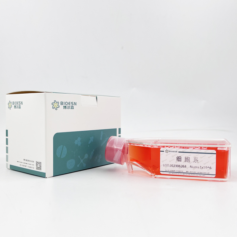 PC-12(高分化)（大鼠肾上腺嗜铬细胞瘤细胞（高分化））