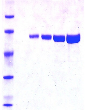 熒光素酶,Luciferase