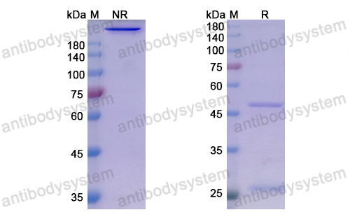 薩善利單抗,Research Grade Sasanlimab  (DHH02219)