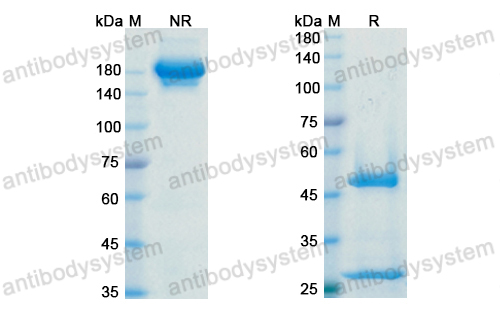 Research Grade Adebrelimab  (DHJ70108)