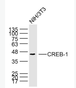 CREB-1 环腺苷酸应答元件结合蛋白单克隆抗体,CREB-1