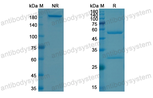 Research Grade Garivulimab  (DHJ70115)