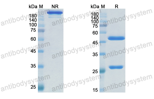 Research Grade Zeluvalimab  (DHH02227)