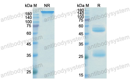 Research Grade Depemokimab  (DHC13603)