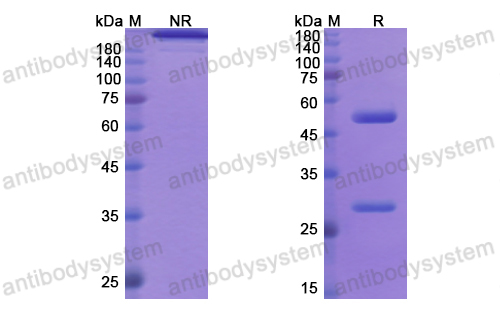 Research Grade Imsidolimab  (DHJ72802)