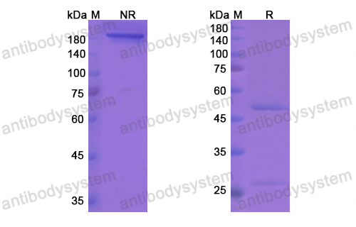 Research Grade Sibeprenlimab  (DHB34101)