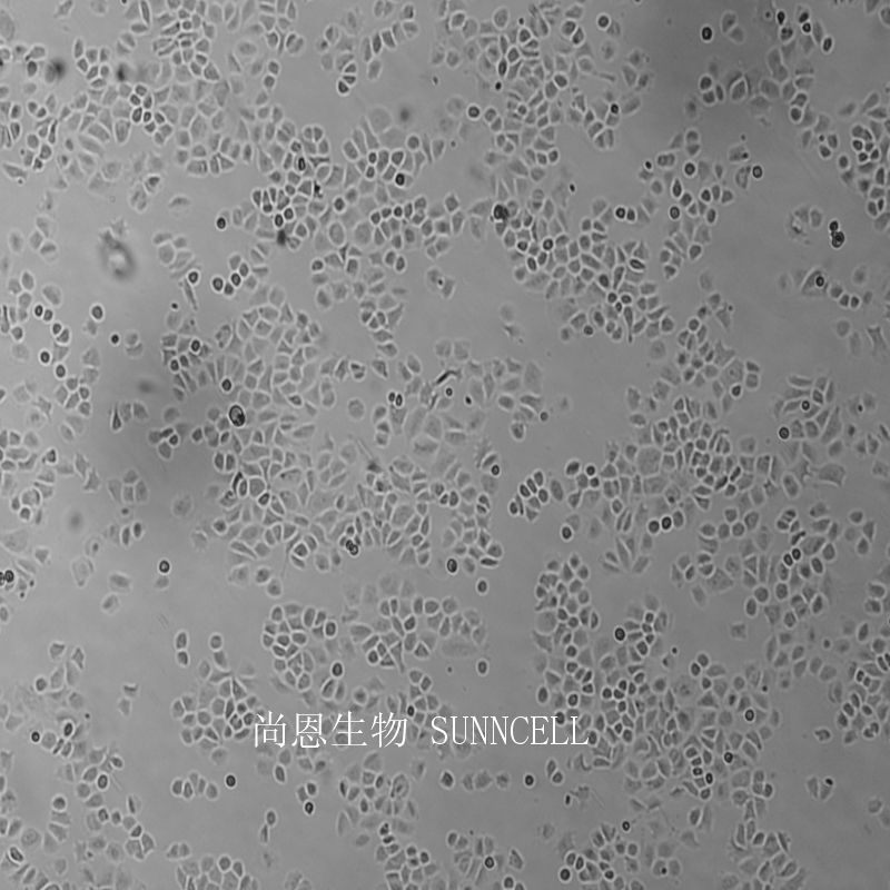 人肾上腺皮质小细胞癌细胞,SW-13