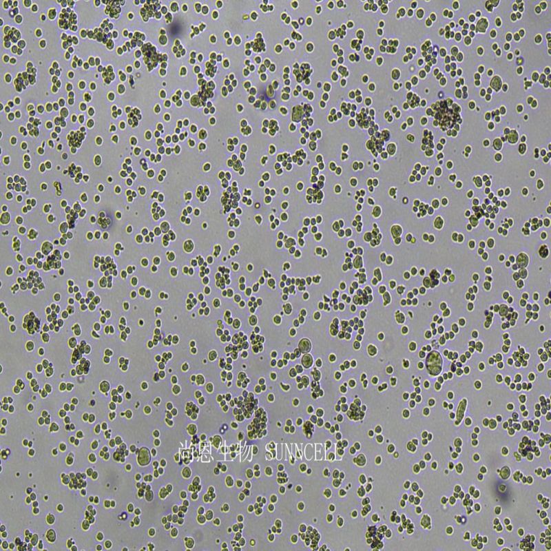 人多发性骨髓瘤细胞,U266 [U266B1