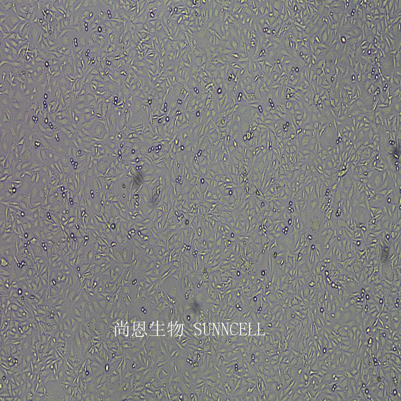 小鼠肾小球系膜细胞,SV40 MES 13