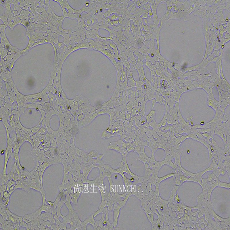 人正常乳腺上皮細(xì)胞,MCF 10A