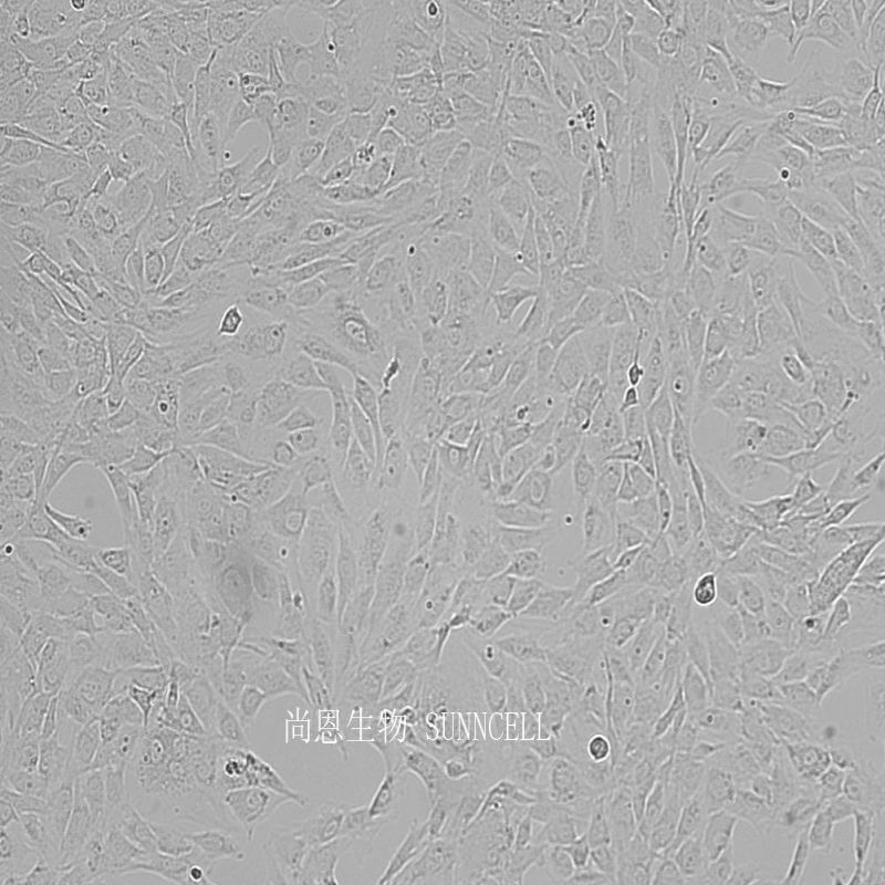 小鼠颅顶前骨细胞,MC3T3-E1