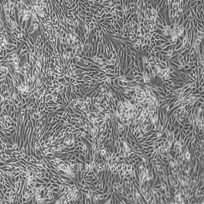 仓鼠肺细胞,R 1610