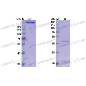 薩善利單抗,Research Grade Sasanlimab  (DHH02219)