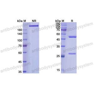 Research Grade Quavonlimab  (DHD17206)