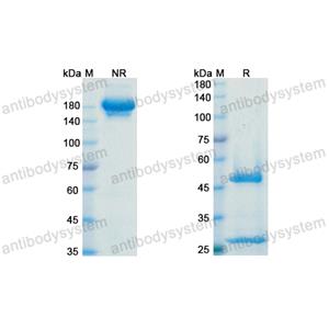 Research Grade Adebrelimab  (DHJ70108)