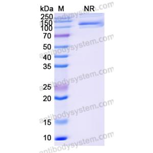 Research Grade Pavurutamab  (DHF92405)