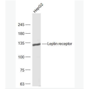 Leptin receptor 瘦素受体抗体
