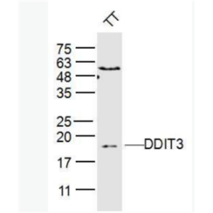 DDIT3 GADD153抗体