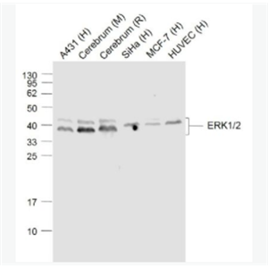 ERK1/2 丝裂原活化蛋白激酶1/2单克隆抗体,ERK1/2